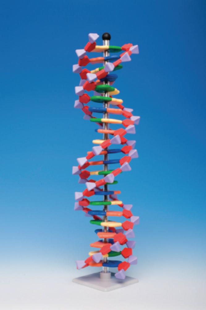 Spiring Enterprises Limited MiniDNA Molecule Model Kit Advanced 22 Layer