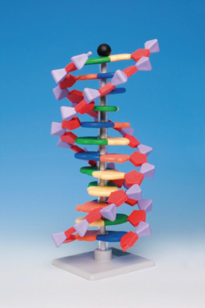 Spiring miniDNA Molecular Modell Kit Advanced, 12 Layers